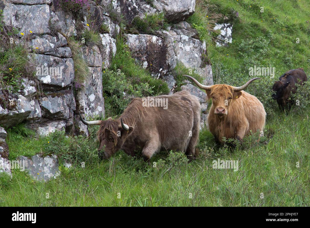 Herde von Highland-Rindern, die in High Grass wandern, Lewis, Isle of Lewis, Hebriden, Äußeren Hebriden, Westliche Inseln, Schottland, Vereinigtes Königreich, Großbritannien Stockfoto