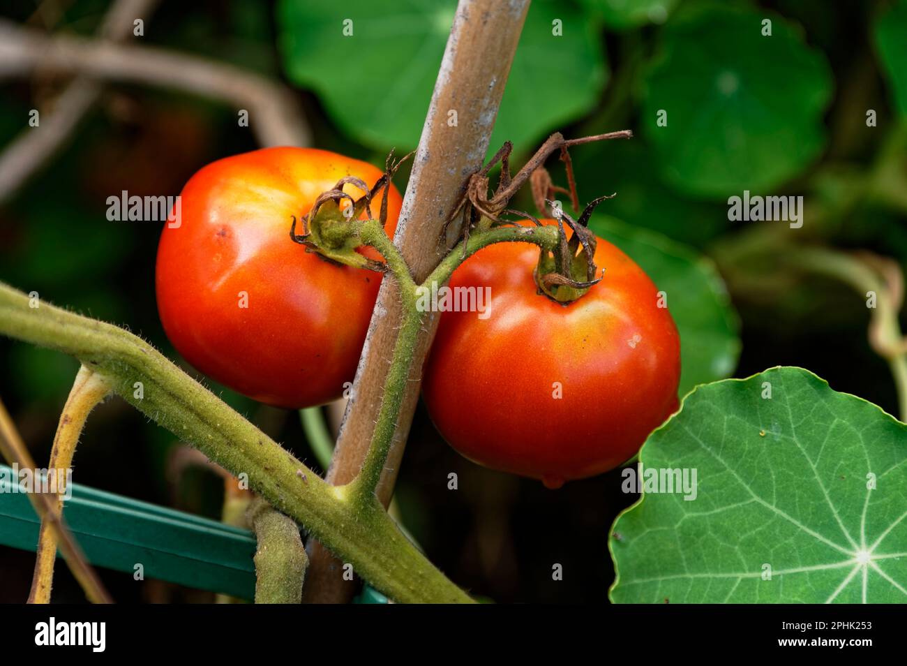Zwei rote, reife Tomaten können geerntet und genossen werden. Stockfoto