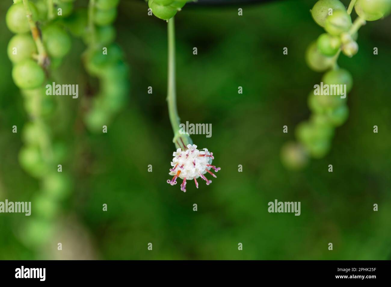 Die Blume einer Perlenkette hängt herab, sie hat sehr schöne, geschwungene Stäbe. Stockfoto