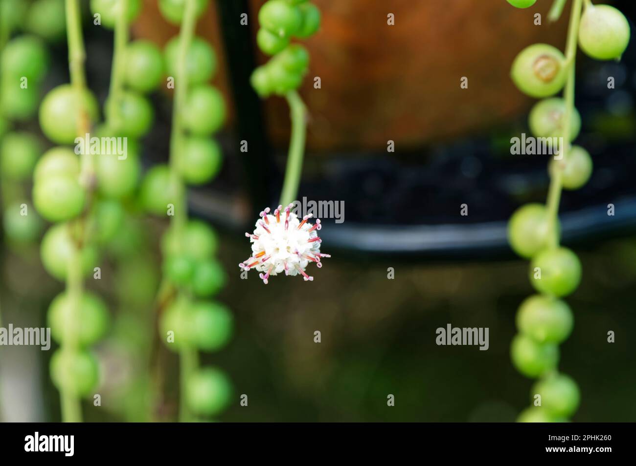 Eine Perlenblume hängt von ihrem Topf in Richtung Kamera. Es hat sehr schöne Bühnen. Stockfoto