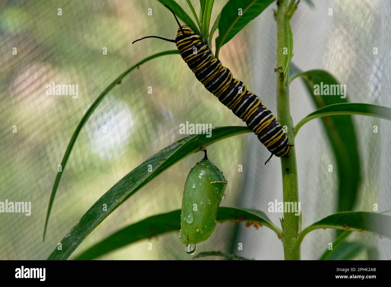 Zwei Phasen des Lebenszyklus des Monarchen-Schmetterlings, eine Raupe und eine Chrysalis. Stockfoto