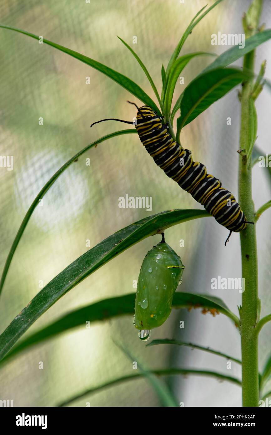 Eine Monarch-Schmetterling-Puppe hängt an einem Schwanenpflanzenblatt, ihre Raupe ernährt sich von dem Schwanenpflanzenblatt darüber Stockfoto