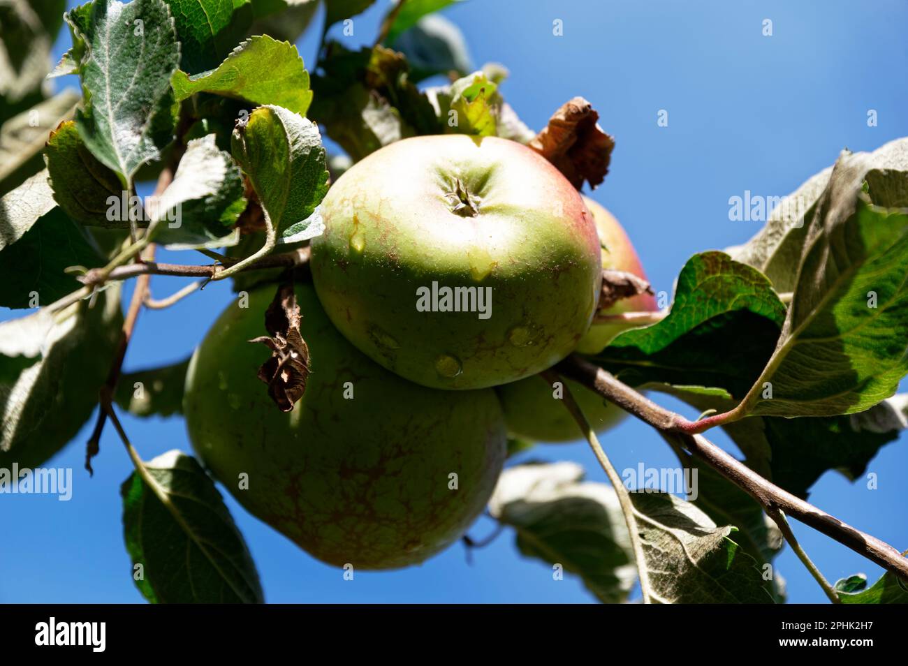 Äpfel reifen, während sie in der Sonne wachsen, der Boden des Apfels, das Blütenende oder der Kelch zur Kamera zeigt. Stockfoto