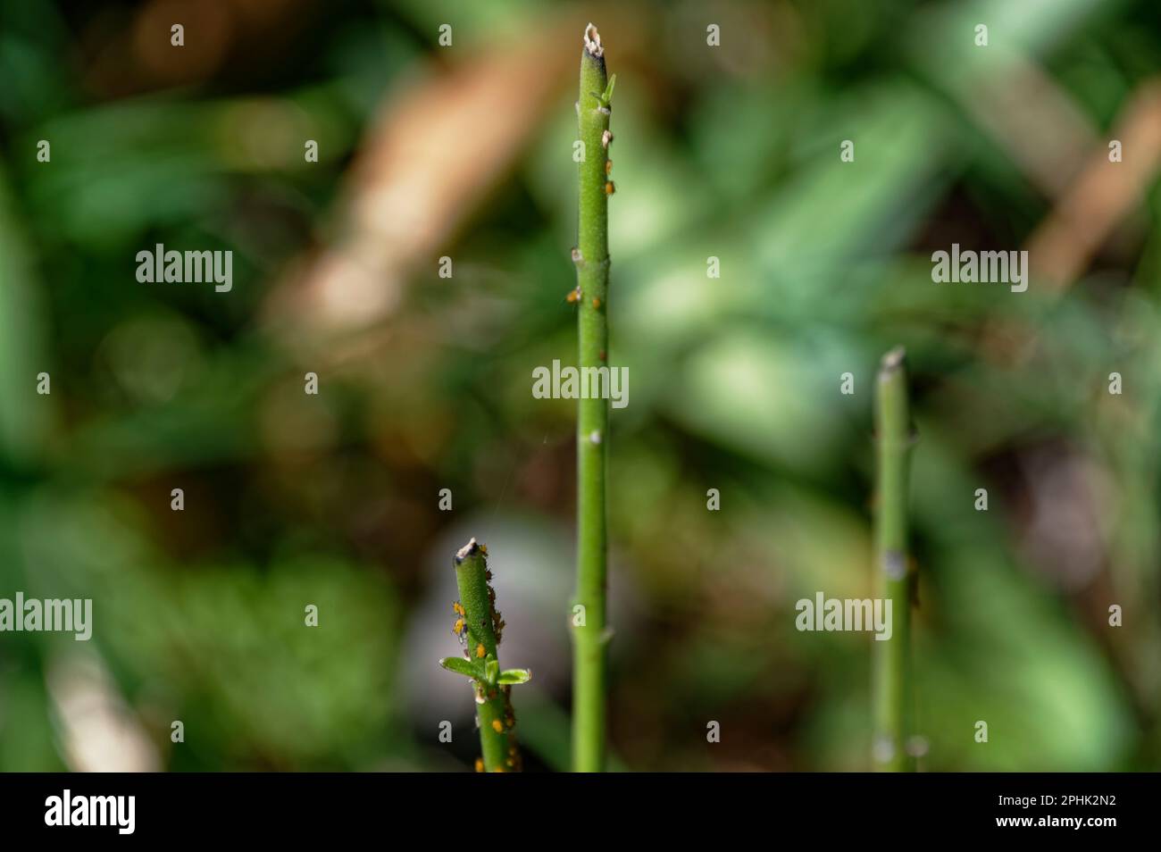 Drei Schwanenpflanzen, die in einem Topf wachsen, wurden von einer Raupe von ihren Blättern befreit. Stockfoto Drei Schwanenpflanzen, die in einem Topf wachsen, wurden von einer Raupe von ihren Blättern befreit. Stockfoto