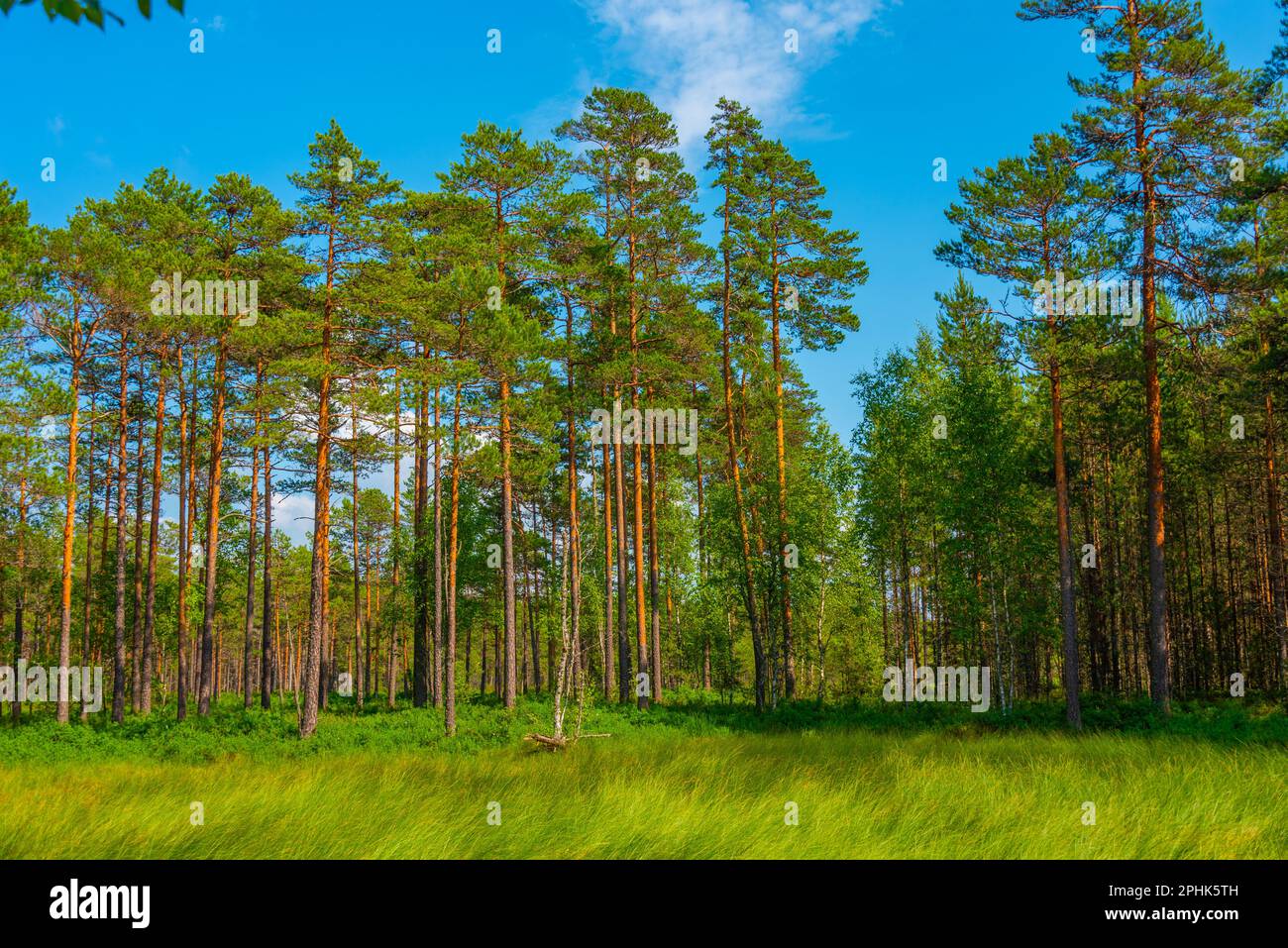 Waldweg im Viru Mog-Nationalpark in Estland. Stockfoto