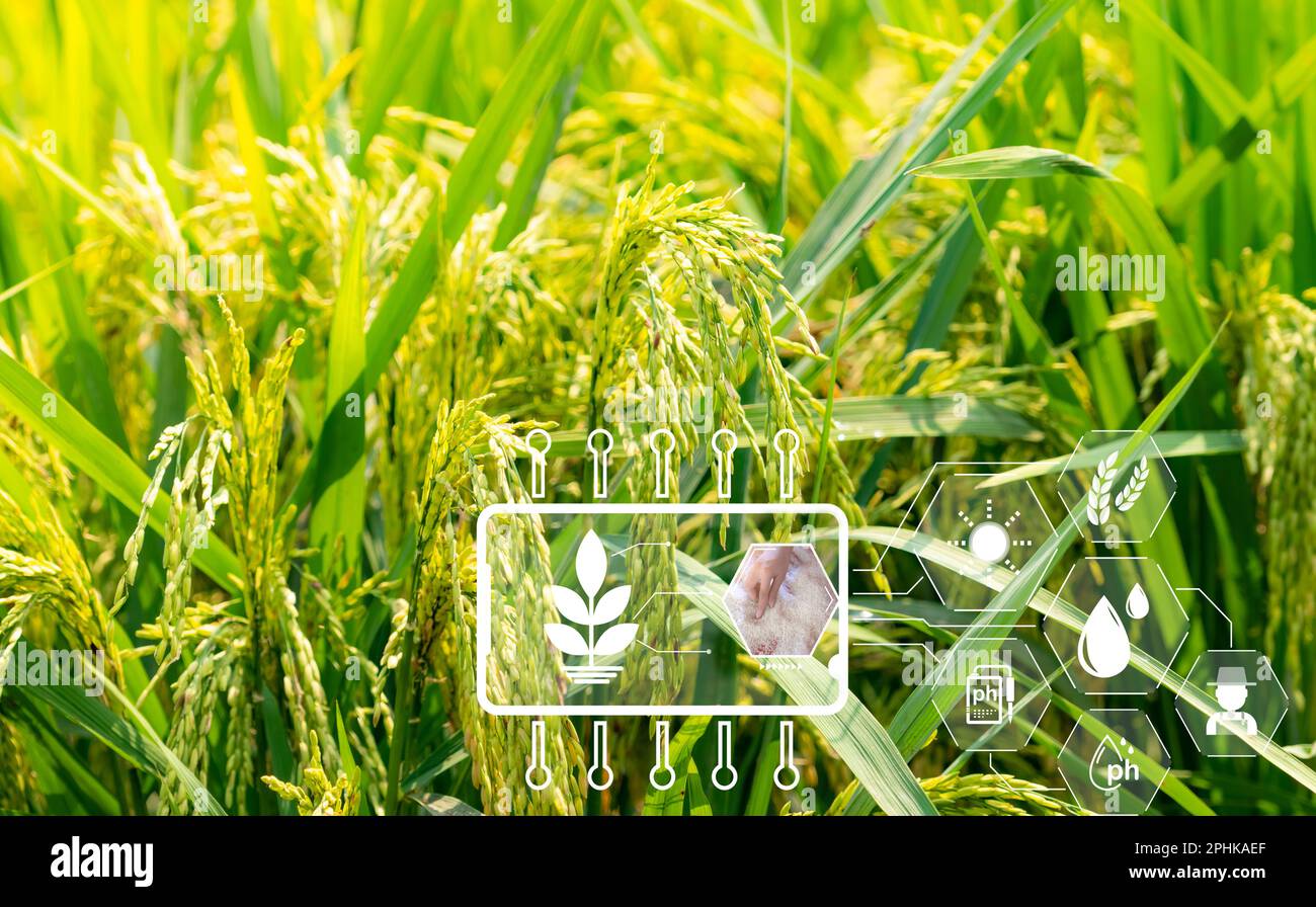 Intelligente Landwirtschaft mit modernem Technologiekonzept. Reisöhren auf dem Reisfeld und Symbol für intelligente Landwirtschaft. Nachhaltige Landwirtschaft. Präzision Stockfoto