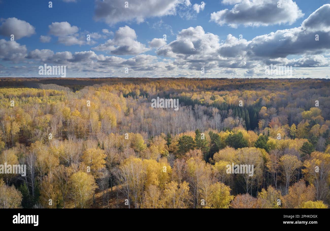 Luftaufnahme von der Drohne. herbst sibirische Landschaft mit gelbem Birkenwald und der Stadt Akademgorodok im Hintergrund. Nowosibirsk, Sibirien, Russland Stockfoto