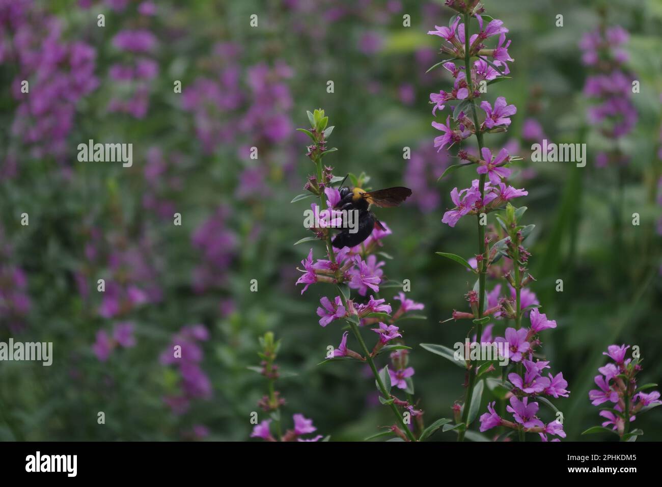 Zimmermannsbiene bei der Arbeit Stockfoto
