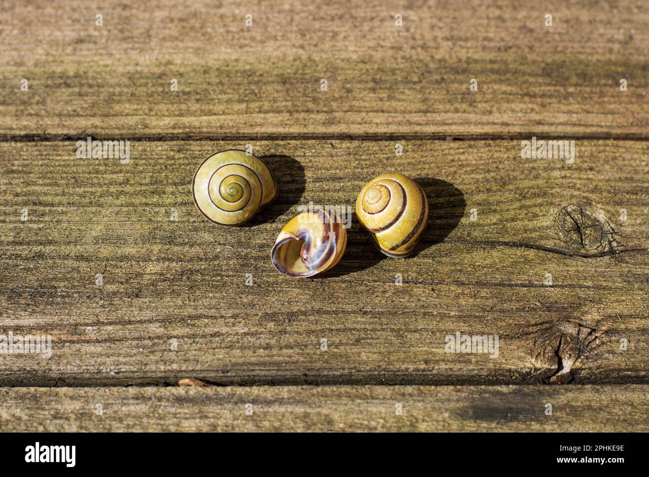 Kleine leere Schneckenschalen mit wunderschönem spiralförmigem Muster Stockfoto