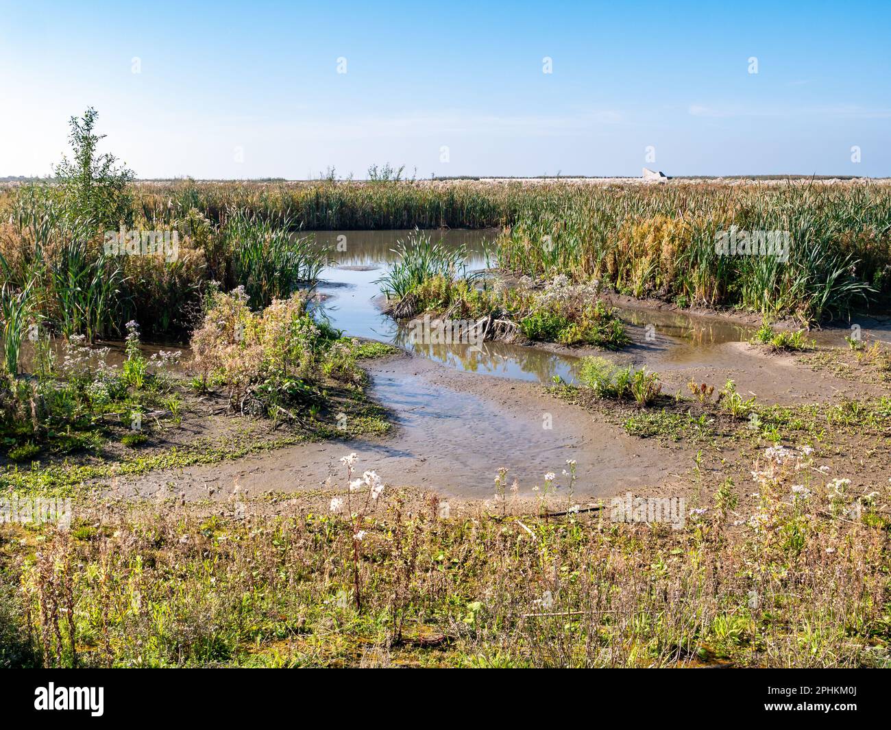 Marschland mit Sumpfvegetation, Schlammflächen, flachen Pools, Bächen und geschütztem, flachem Wasser auf der Insel Marker Wadden, Niederlande Stockfoto
