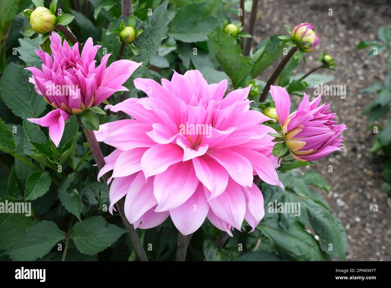 Dahlia Babylon Pink, Dahlia Bablylon Paars, mehrjährige, große Dahlia, intensive rosa Blumen Stockfoto