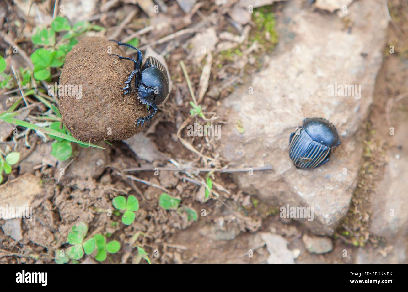 Der Mistkäfer rollt einen Dungball. Alor-Berge, Extremadura, Spanien Stockfoto