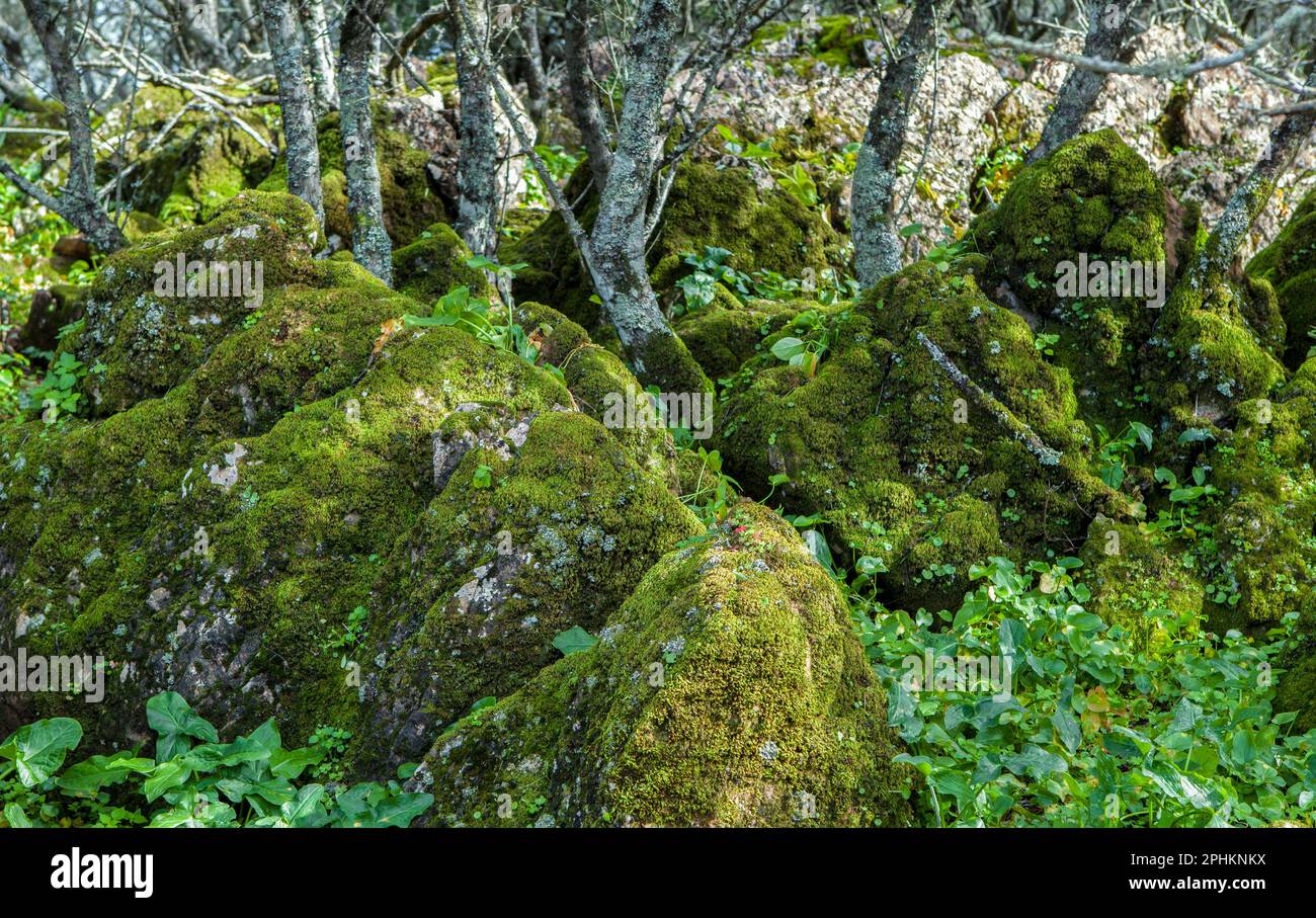 Alor Gebirge Niedrigwald, Olivenza, Badajoz, Extremadura, Spanien Stockfoto