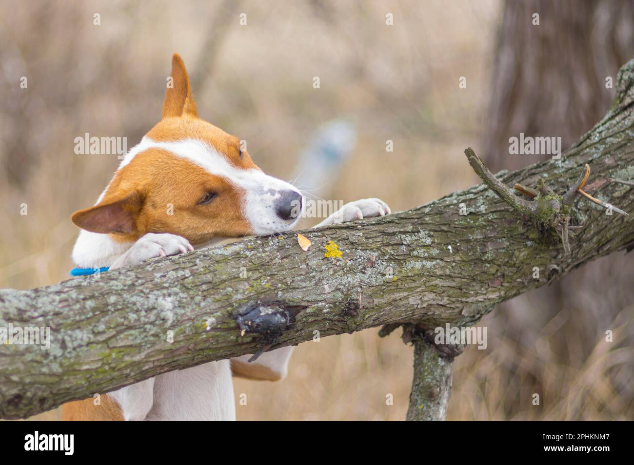 Nahaufnahme eines reifen basenji-Hundes, der auf einen wilden Ast will. Stockfoto