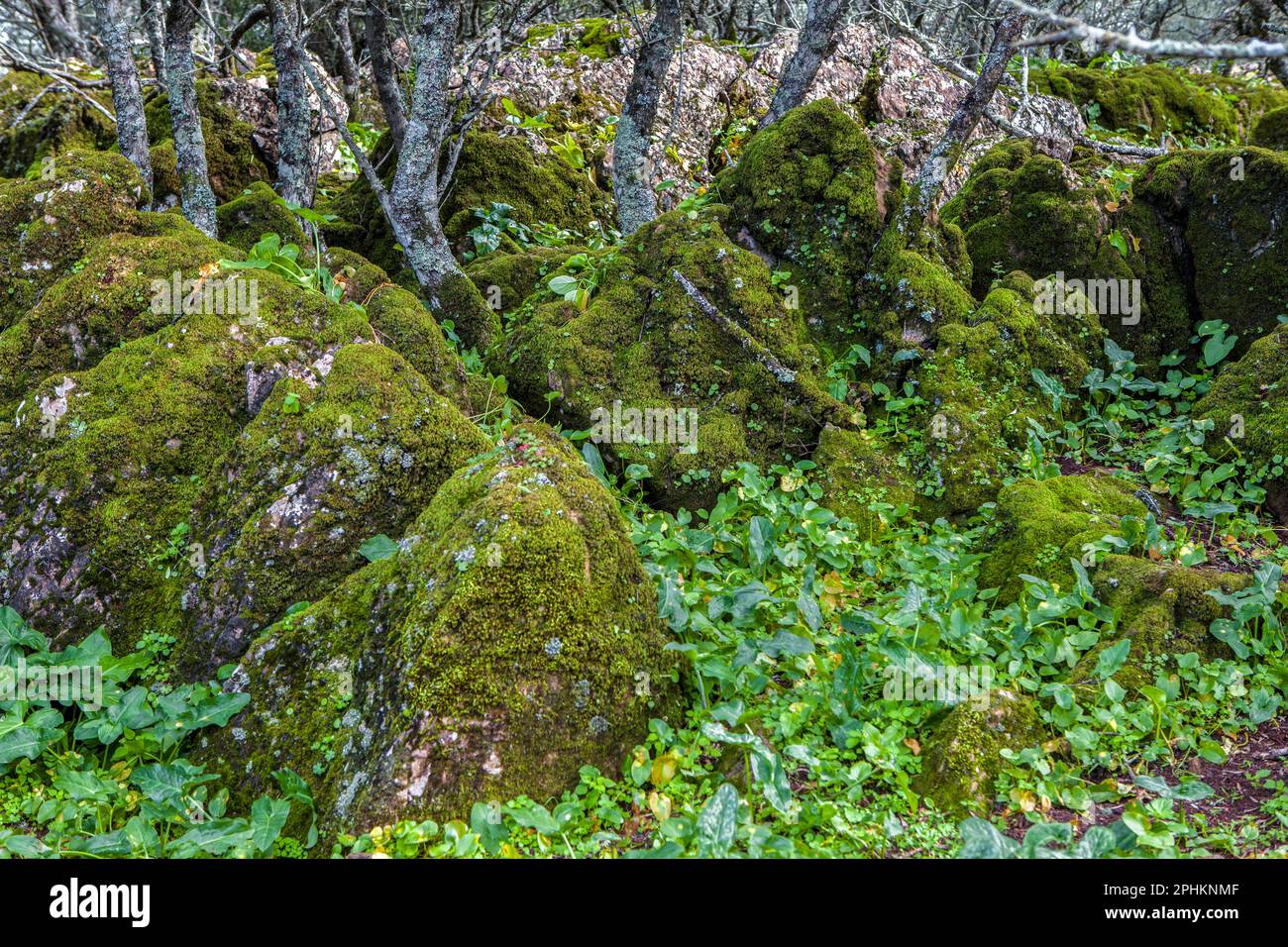 Alor Gebirge Niedrigwald, Olivenza, Badajoz, Extremadura, Spanien Stockfoto