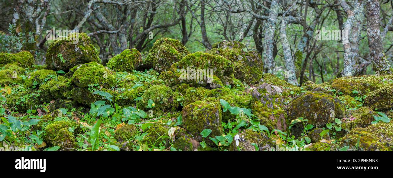 Alor Gebirge Niedrigwald, Olivenza, Badajoz, Extremadura, Spanien Stockfoto