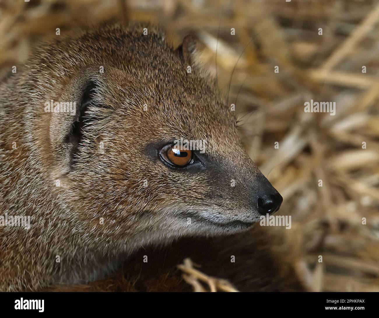 Ein Mungo ist ein kleines fleischfressendes Landsäugetier der Familie Herpestidae. Stockfoto