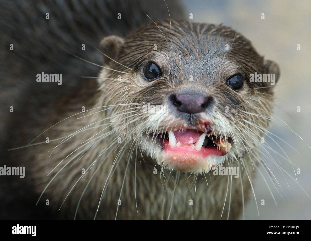 Der asiatische Kleinkreideotter, auch bekannt als der orientalische Kleinkreideotter und der Kleinkreideotter, ist eine Otterart, die im Süden und im Süden heimisch ist Stockfoto