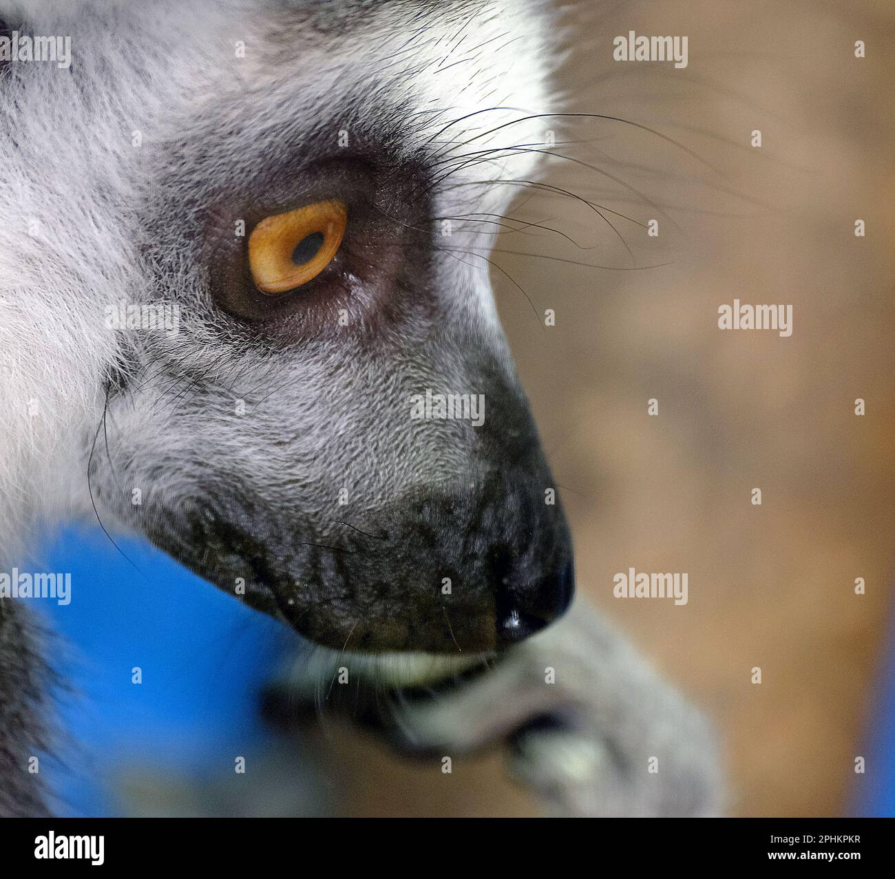 Madagascar lemur mating Fotos und Bildmaterial in hoher Auflösung Alamy