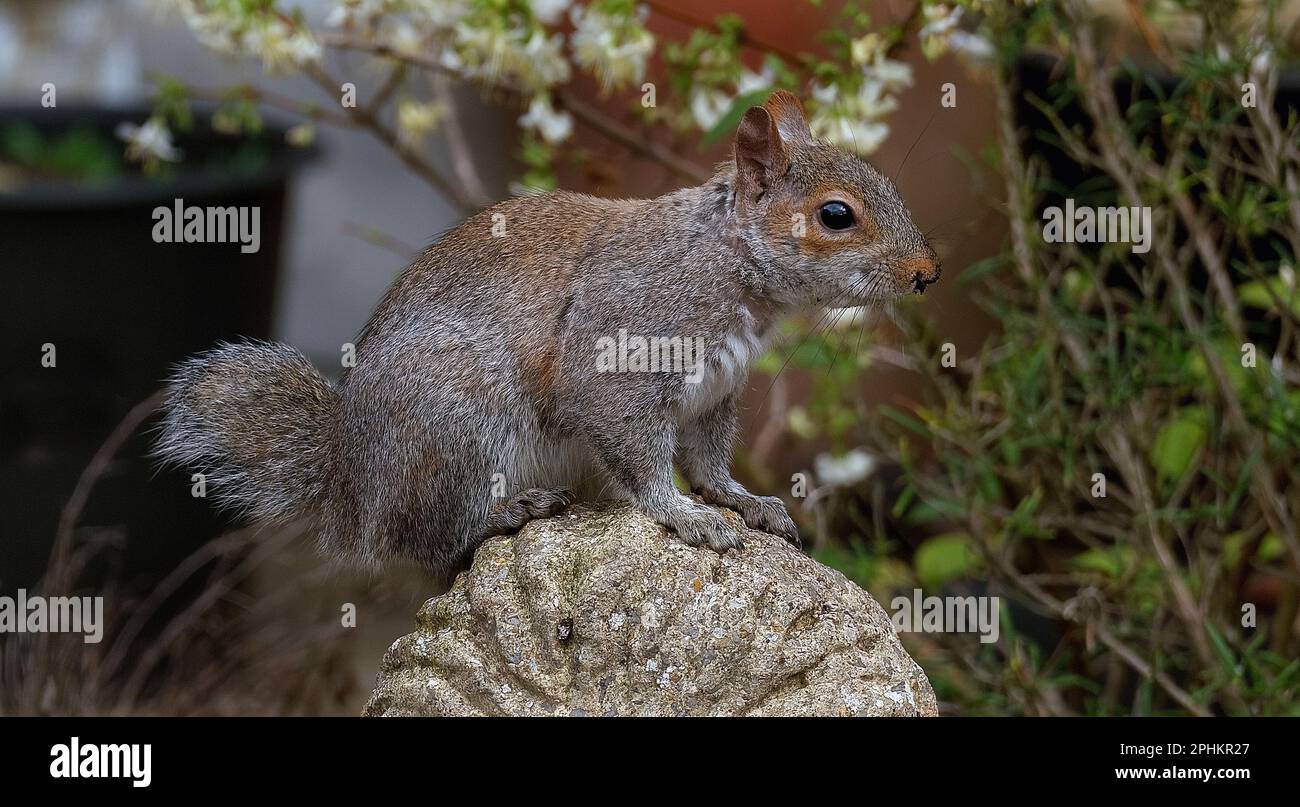 Das östliche graue Eichhörnchen, auch bekannt, vor allem außerhalb Nordamerikas, Stockfoto