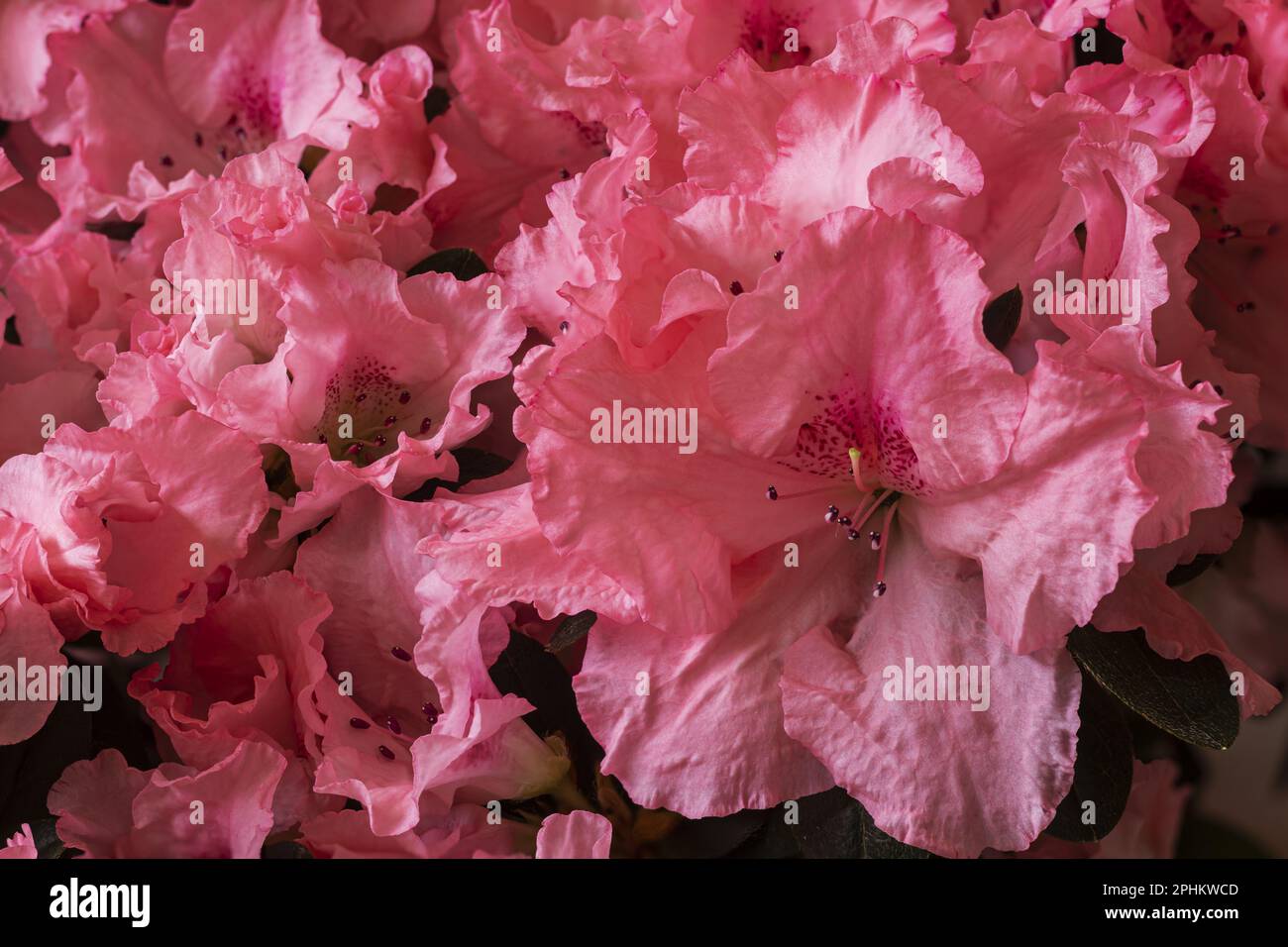 Rosa Azalea im Vordergrund Stockfoto