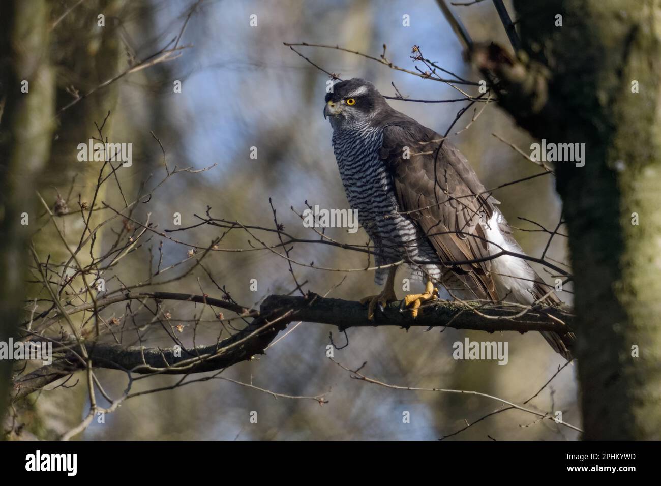 In alten Wäldern... Nördlicher Goshawk ( Accipiter gentilis ), weiblicher Goshawk auf der Jagd Stockfoto