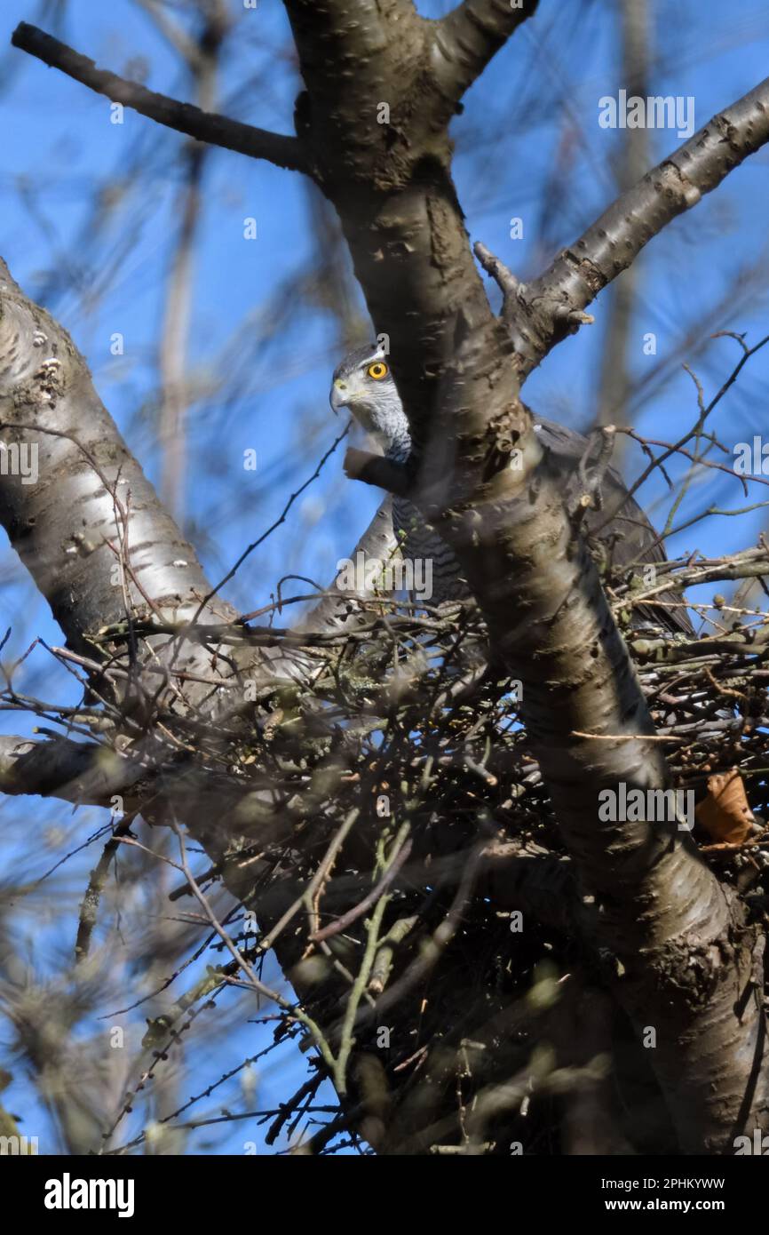 Im Falkennest... Goshawk ( Accipiter gentilis ), männlicher Falke auf seinem Nest, der Nistpräparate macht Stockfoto