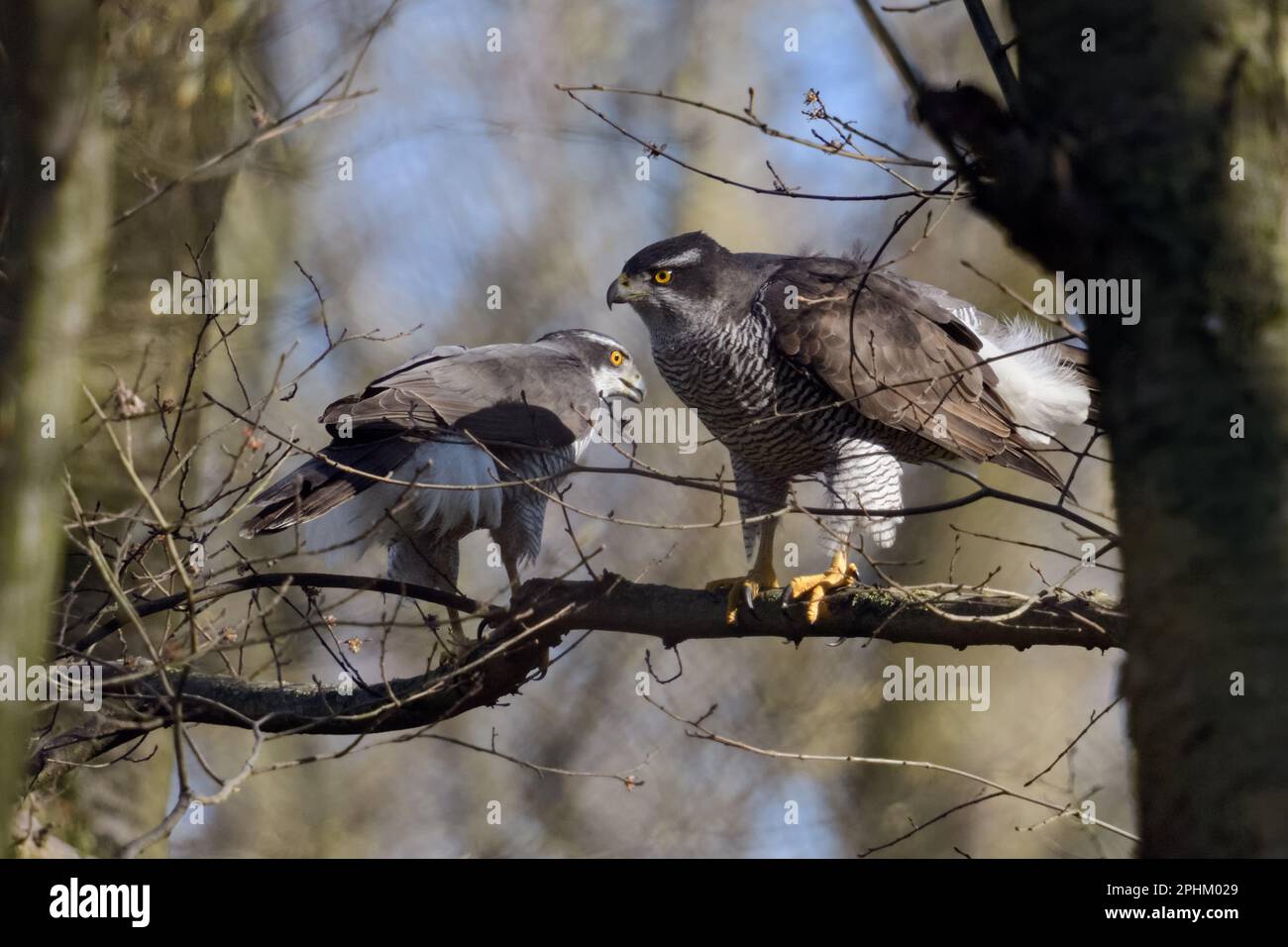 Partner fürs Leben... Goshawk ( Accipiter gentilis ), ein Paar Falken im Wald, männlich links, weiblich rechts Stockfoto