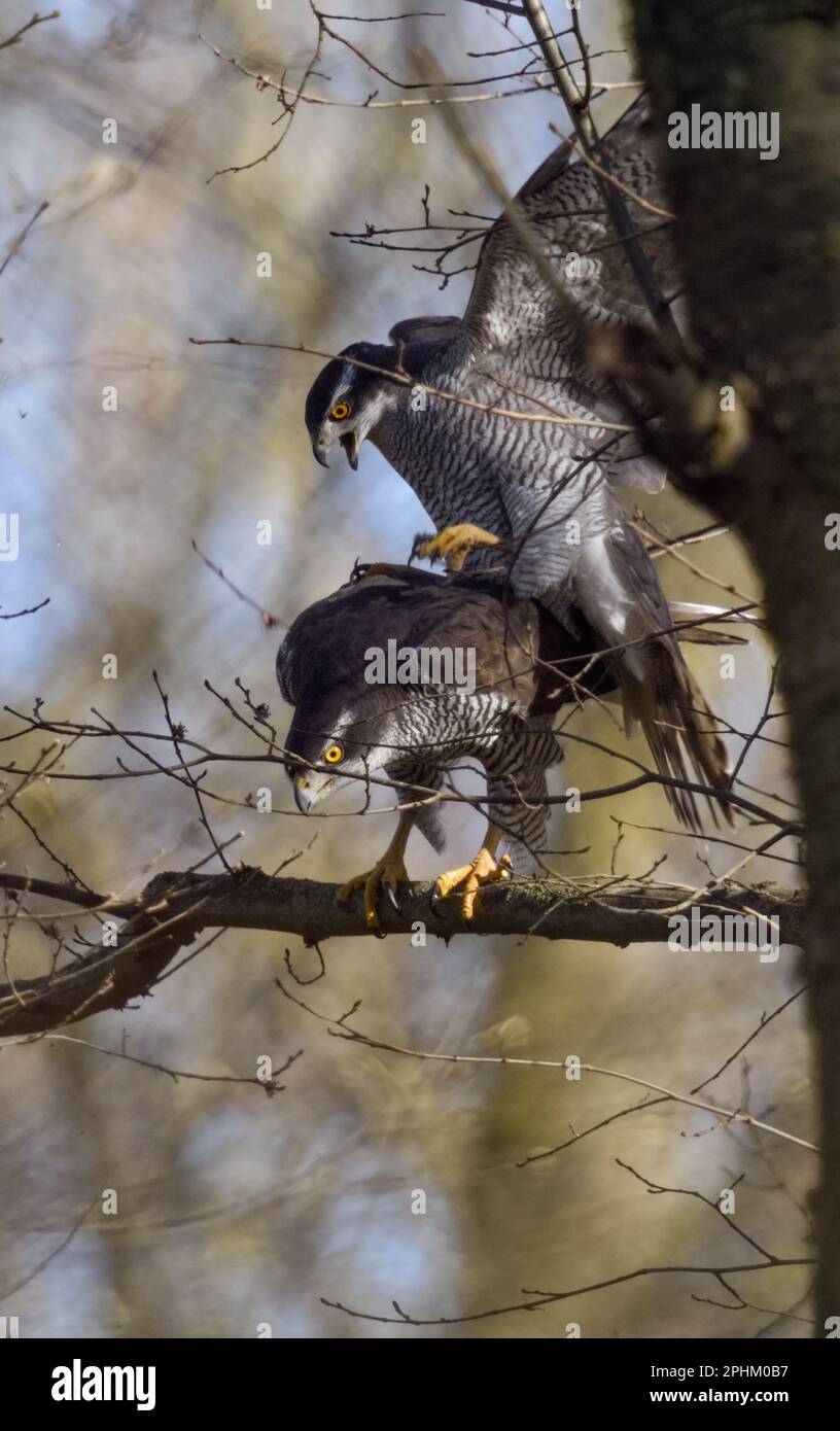 Ziemlich gewalttätig... Nördlicher Goshawk ( Accipiter gentilis ), Paarung von Goshawks Stockfoto