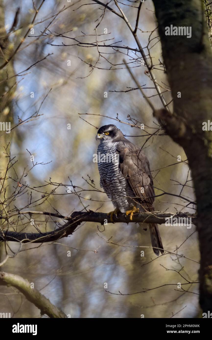Aufgewachsen... Goshawk (Accipiter gentilis), weiblicher Goshawk, der hoch oben in einem Baum ruht Stockfoto
