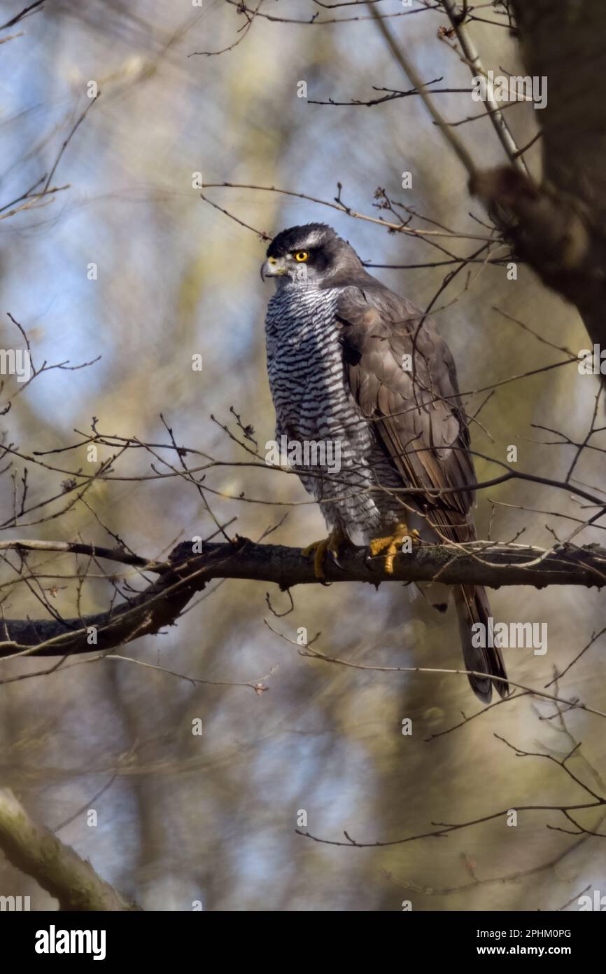 Aufgewachsen... Goshawk (Accipiter gentilis), weiblicher Goshawk, der hoch oben in einem Baum ruht Stockfoto