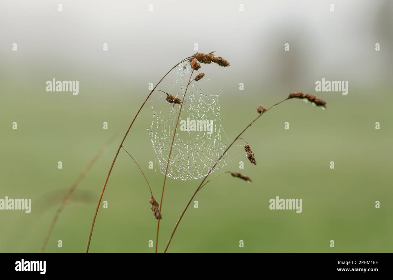 Spinnennetz, das an einem nebligen Herbstmorgen von Gräsern hängt, mit mostropfen. Formen des Spinnennetzes, dargestellt durch runde Tau-Tropfen an einem nebligen Morgen Stockfoto