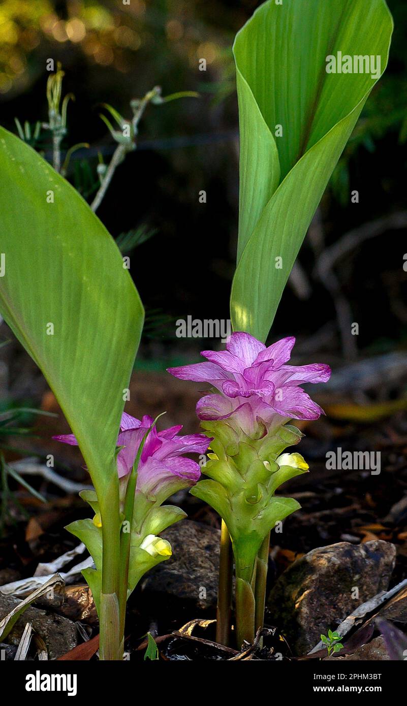 Rosa und malvenfarbene Armbänder und winzige gelbe Blüten der australischen KapYorker Lilie Curcuma australasica. Rhizome in der Regenwaldumgebung von Queensland. Stockfoto