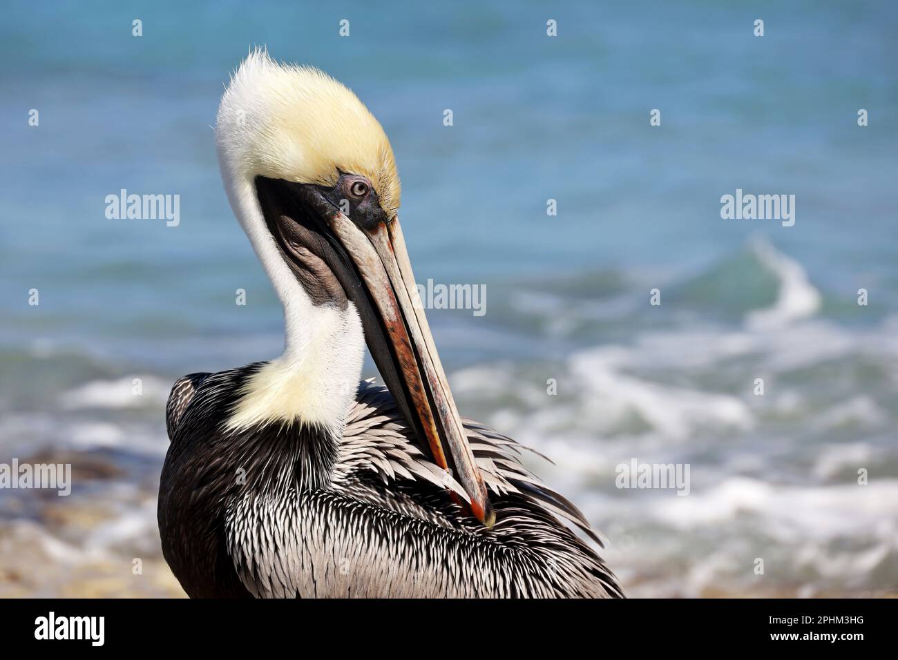 Porträt des Pelikans auf Meereswellen-Hintergrund. Wilder Vogel am Strand Stockfoto