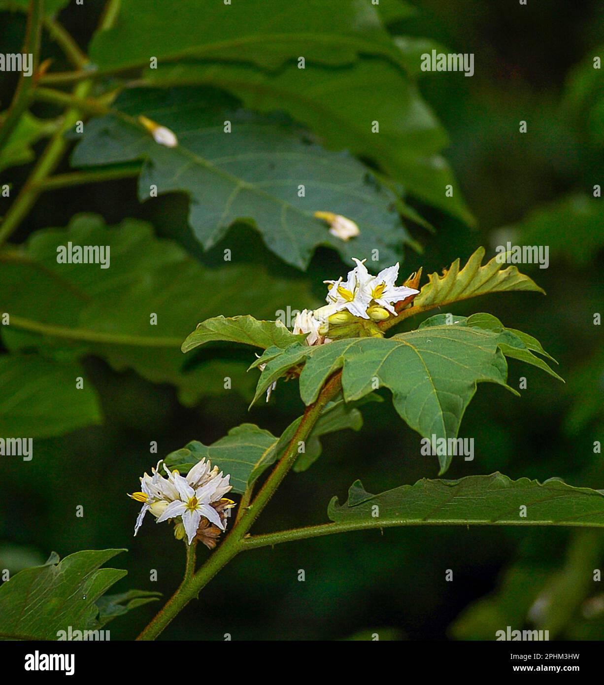 Riesige Teufelsfeige, Solanum chrysotrichum, wächst in Queensland, Australien. Umweltkraut mit weißen Blüten, Dornstielen und stacheligen Blättern. Stockfoto