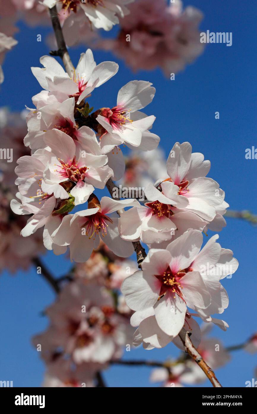 Mandelblüte. Lleida, Katalonien, Spanien. Stockfoto