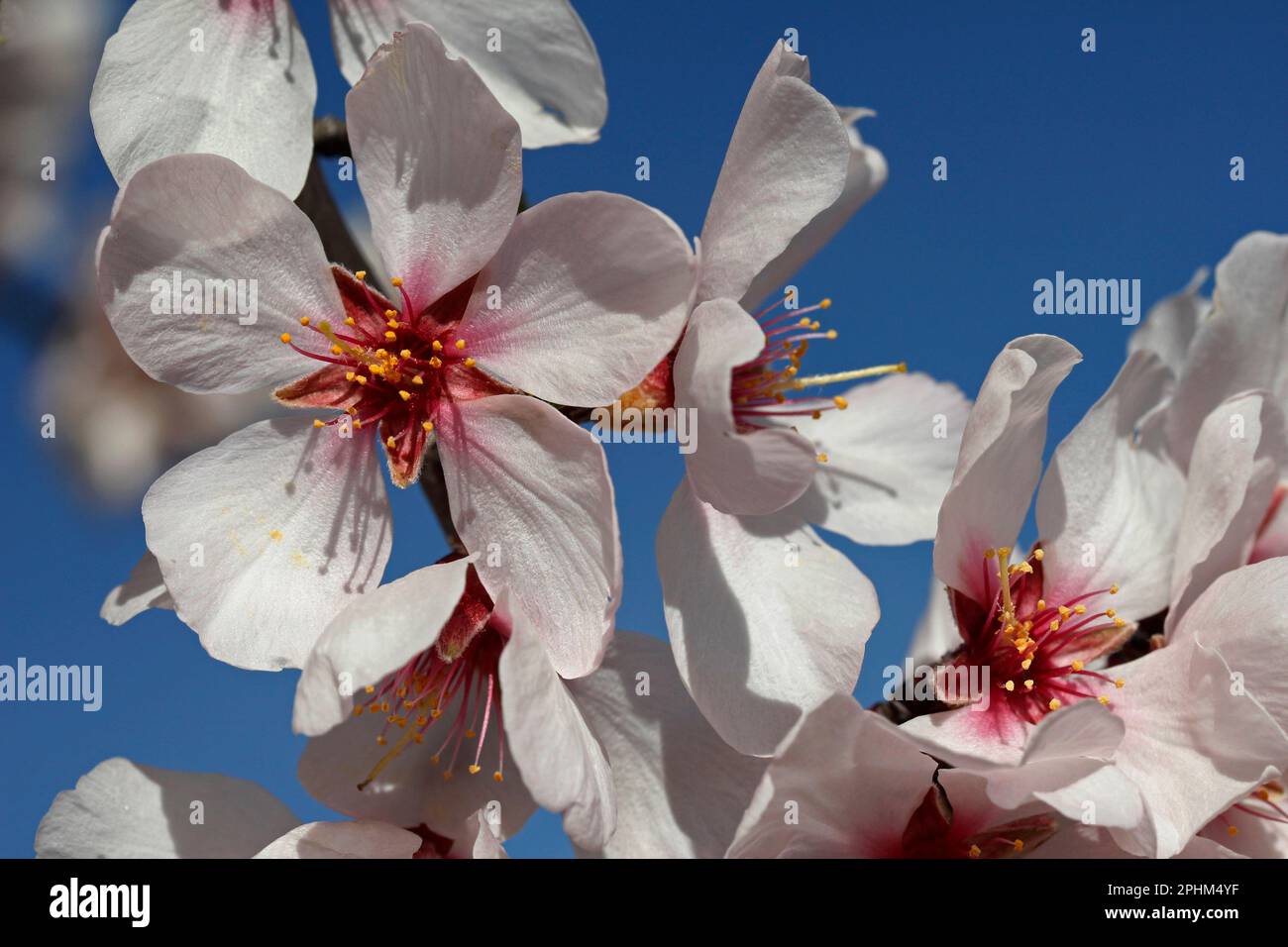 Mandelblüte. Lleida, Katalonien, Spanien. Stockfoto