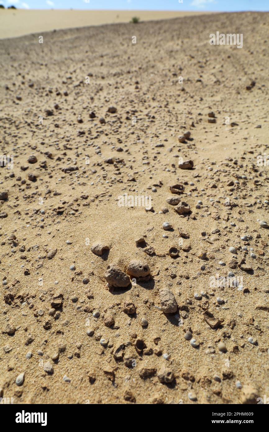 Wüstenlandschaft mit Fossilien im Sand im Vordergrund Stockfoto