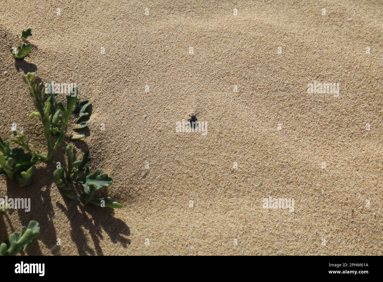 Käfer im Wüstensand - Rhytideres plicatus - Breitnasenkäfer, Unterfamilie Entiminae Stockfoto