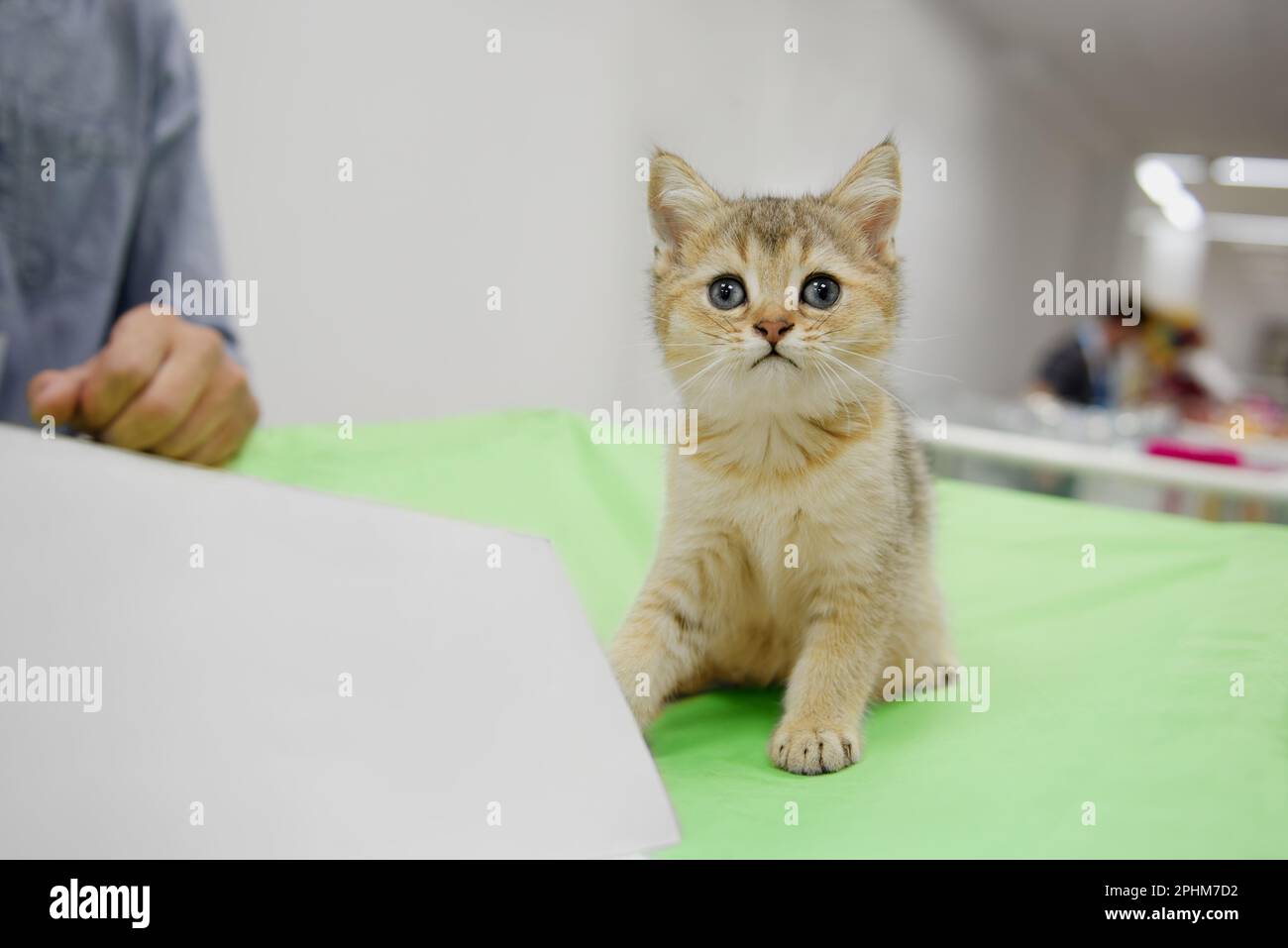 Ein Kätzchen der schottischen Rasse sitzt auf einem grünen Teppich. Kopierraum, Nahaufnahme. Stockfoto