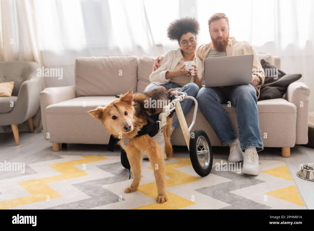 Behinderter Hund im Rollstuhl in der Nähe eines verschwommenen multiethnischen Paares mit Laptop zu Hause, Stockbild Stockfoto