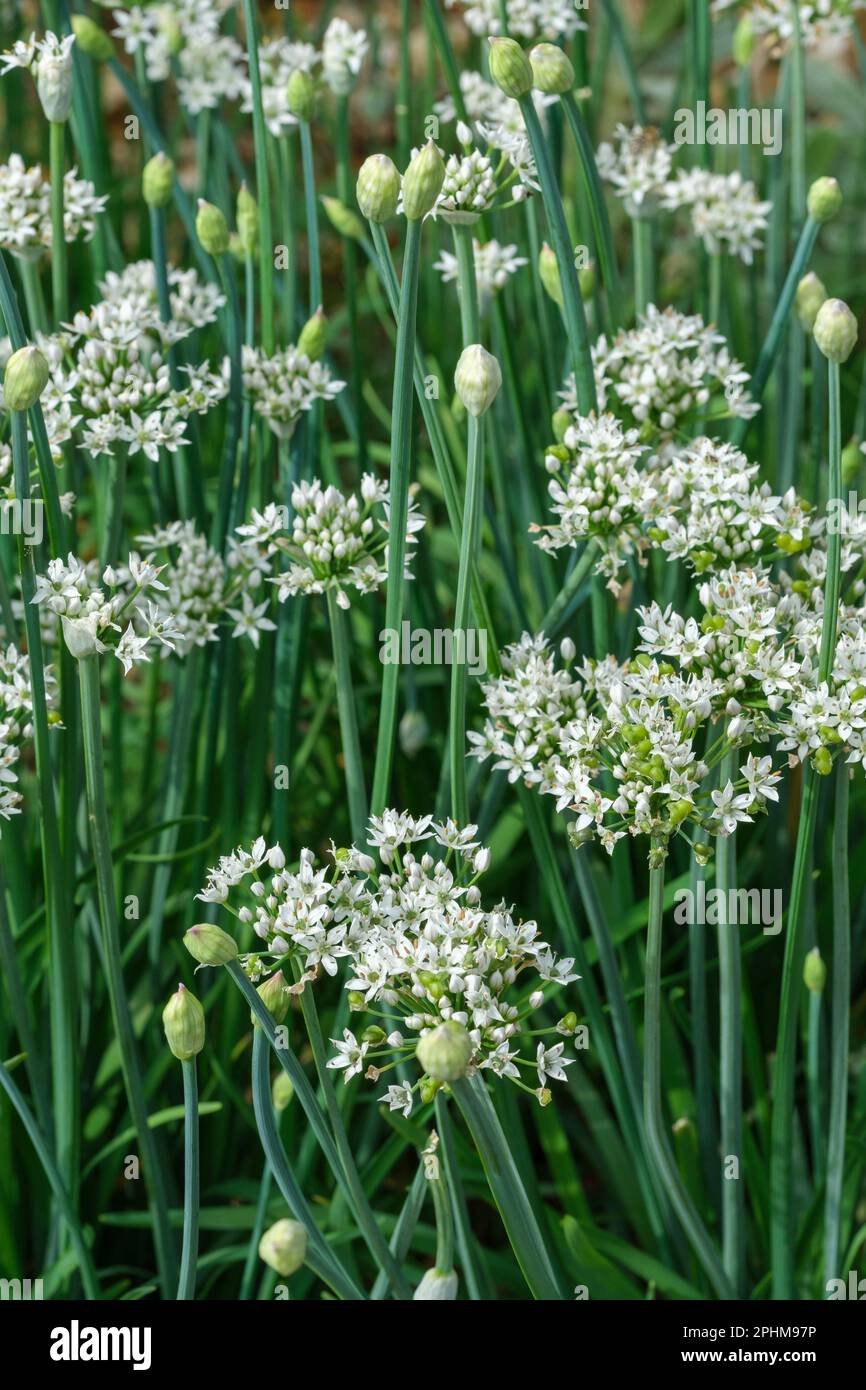 Allium tuberosum, Chinesischer Schnittlauch, schmale, essbare Blätter, Lorbeeren sternförmige weiße Blumen Stockfoto