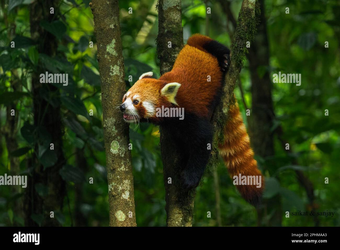 Roter Panda Stockfoto