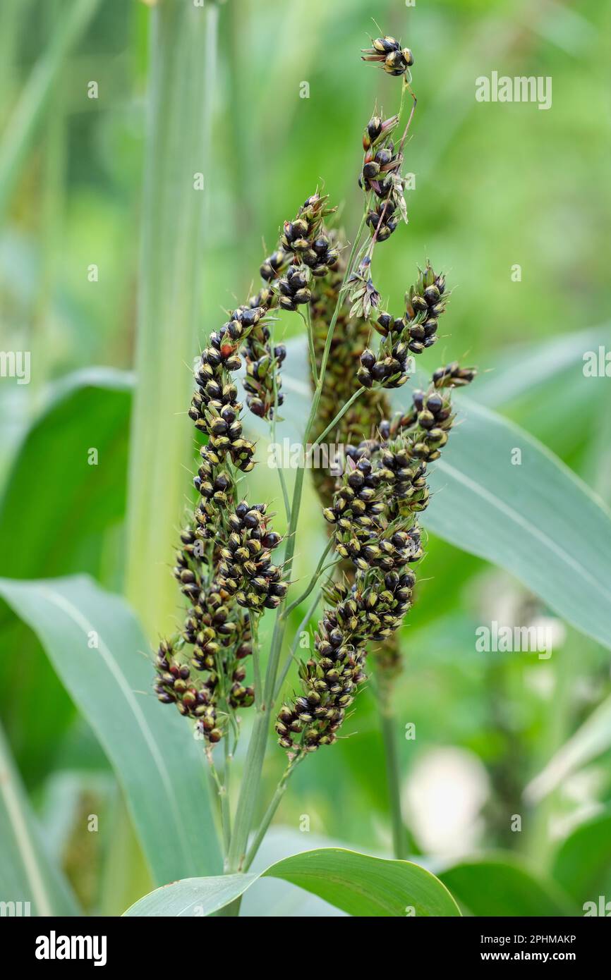 Schwarzhirse, Sorghum nigrum, tropisches Gras, jährliches Ziergras, braune Samen werden schwarz, wenn sie reif sind Stockfoto