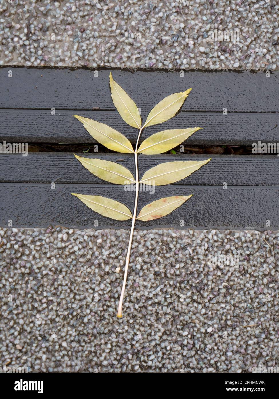 Man kann Schönheit und abstrakte Form fast überall sehen, wenn man aufpasst. Wie dieser gefallene Stamm und Blätter auf einem weichen, nassen Fußweg in Milton P. Stockfoto