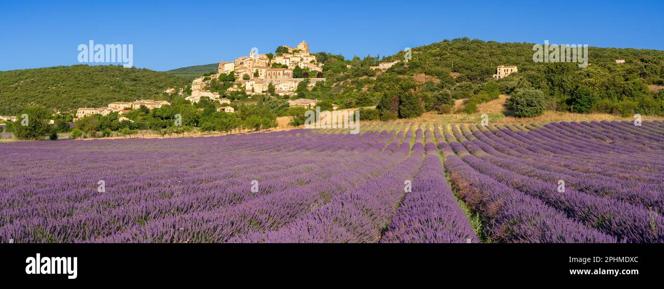 Im Herzen der Provence, dem auf einem Hügel gelegenen Dorf Banon mit Lavendelfeldern in voller Blüte. Alpes-de-Haute-Provence, Frankreich Stockfoto