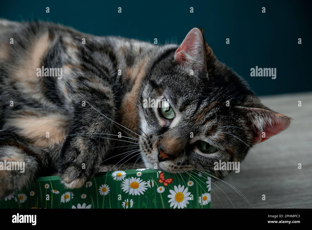Tabby Cat Liegt Auf Dem Bodenkatzenkratzer Von Pappe. Anti-Stress Für Katzen. Stockfoto