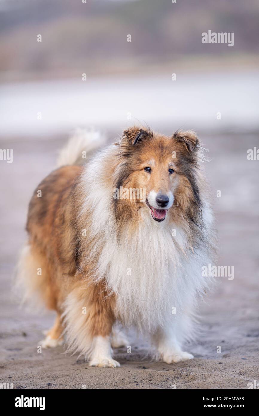 Süßer, goldener, rauer Collie, steht an einem Sandstrand, voller Körper, wunderschöner, langhaariger Hund Stockfoto