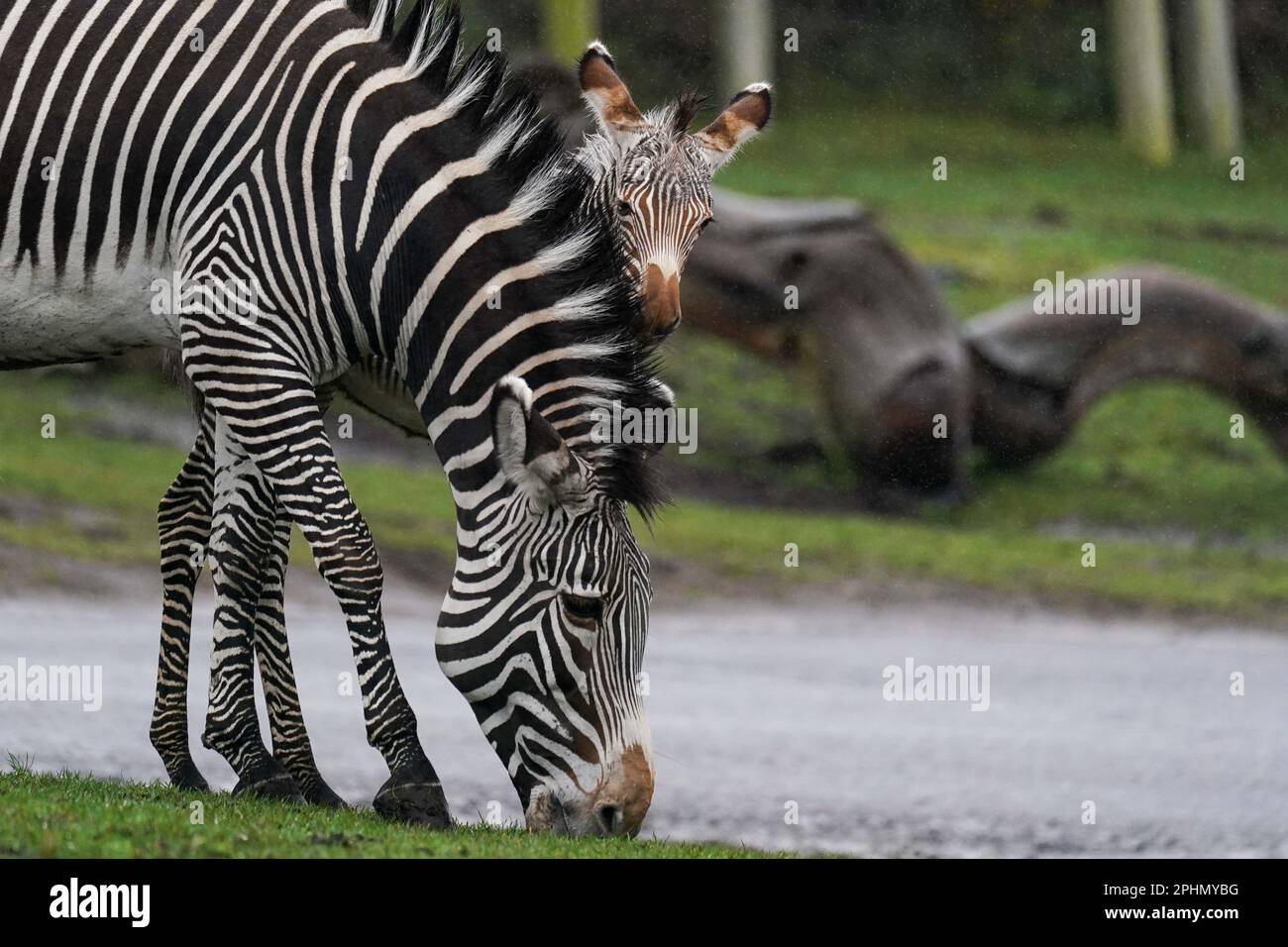 Das Zebra Lola des neugeborenen Grevys, das in den frühen Morgenstunden des 17. März geboren wurde, und die 12-jährige Mutter Akuna im West Midland Safari Park, Bewdley, Worcestershire. Das Grevy-Zebra des Parks wird von der IUCN (International Union for the Conservation of Nature) als „vom Aussterben bedroht“ eingestuft und ist Teil eines europäischen Zuchtprogramms, das auf die Erhaltung gefährdeter Arten abzielt. Bilddatum: Mittwoch, 29. März 2023. Stockfoto