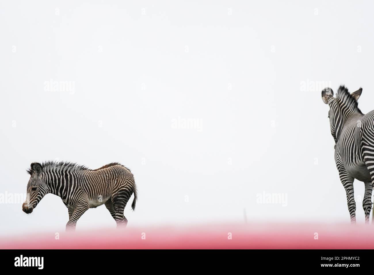 Das Zebra Lola des neugeborenen Grevys, das in den frühen Morgenstunden des 17. März geboren wurde, und die 12-jährige Mutter Akuna im West Midland Safari Park, Bewdley, Worcestershire. Das Grevy-Zebra des Parks wird von der IUCN (International Union for the Conservation of Nature) als „vom Aussterben bedroht“ eingestuft und ist Teil eines europäischen Zuchtprogramms, das auf die Erhaltung gefährdeter Arten abzielt. Bilddatum: Mittwoch, 29. März 2023. Stockfoto